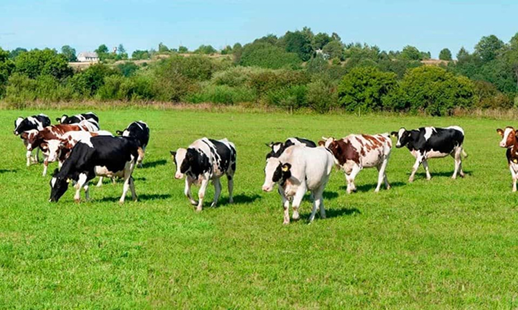 Un estudio intentas crear vacas más resistentes a las altas temperaturas