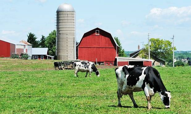 Lenta producción mundial de leche deja espacio para los lácteos de EE.UU.