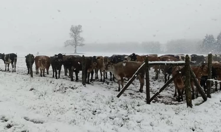 Especialistas se refieren a efectos de la nieve en praderas