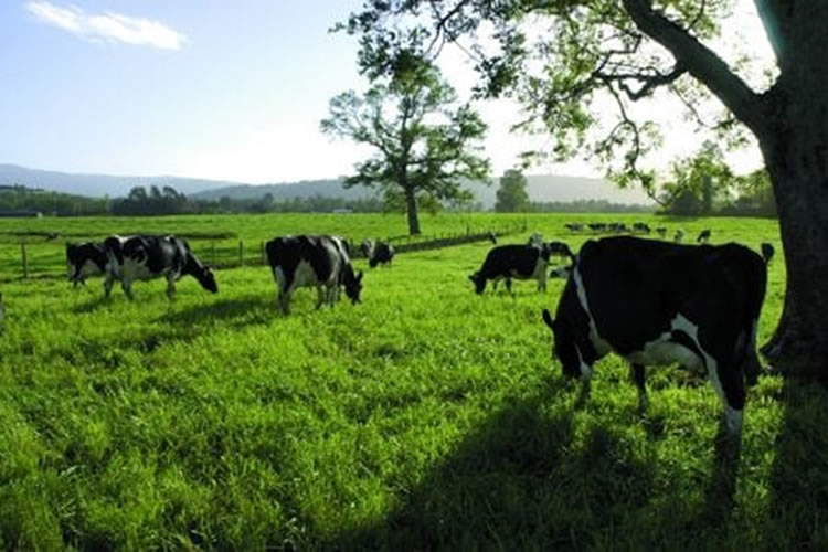 La producción lechera sustentable se establece con buenos dividendos para los agricultores y el medio ambiente