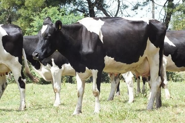 Crearán sistema de alerta temprana y monitoreo de estrés calórico para ganado lechero