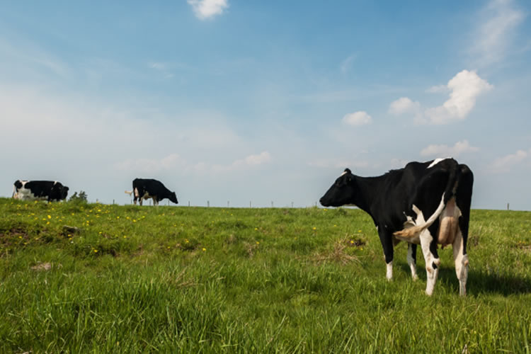 La lechería mundial se plantea un camino a la sustentabilidad, el consumo y la nutrición 