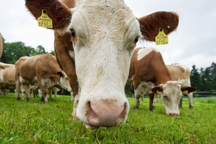 En julio, la  producción de leche en la Unión Europa rompe la tendencia a la baja