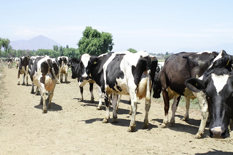 Productores de leche avanzan en las relaciones con EEUU y firman acuerdo con gremio norteamericano