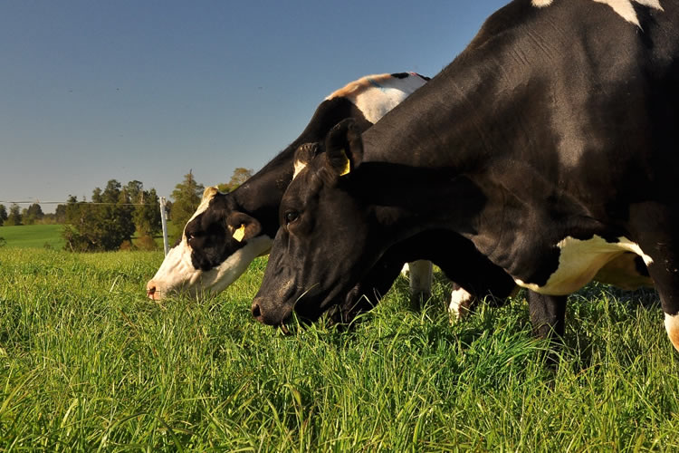 Agricultores prevén una primavera más favorable para la producción lechera