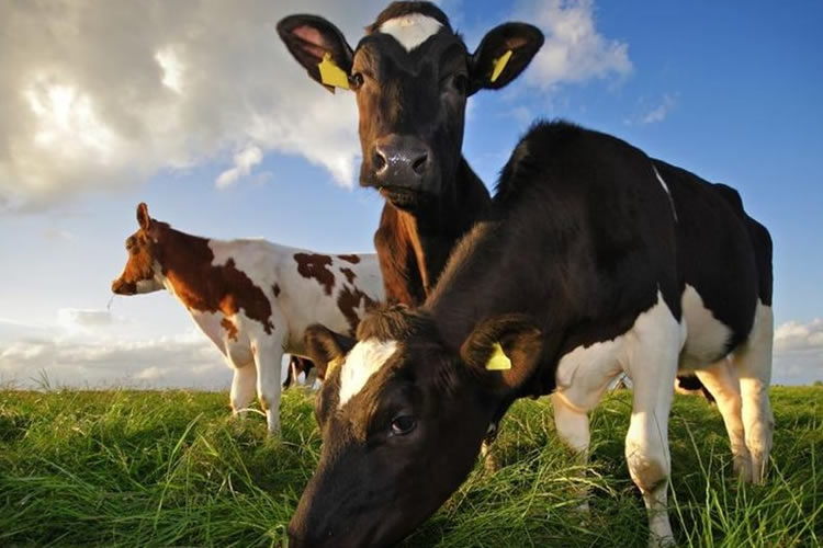 La sostenibilidad ambiental, principal reto del sector lácteo