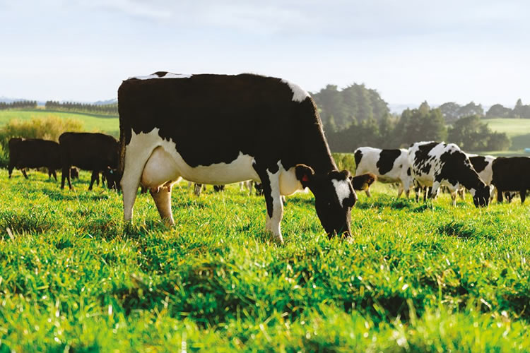 Nueva Zelanda: Desafíos para el futuro de la lechería