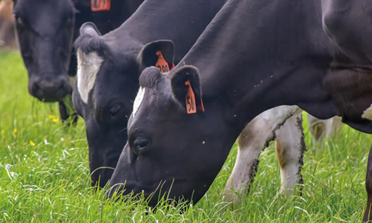 Fonterra podría recaudar US$840 millones con la venta de Soprole