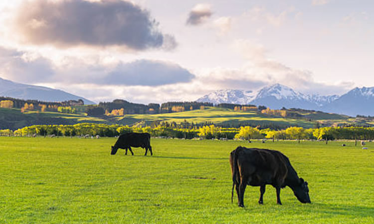 Evolución de la producción mundial de leche muestra a julio caída 1,09% 