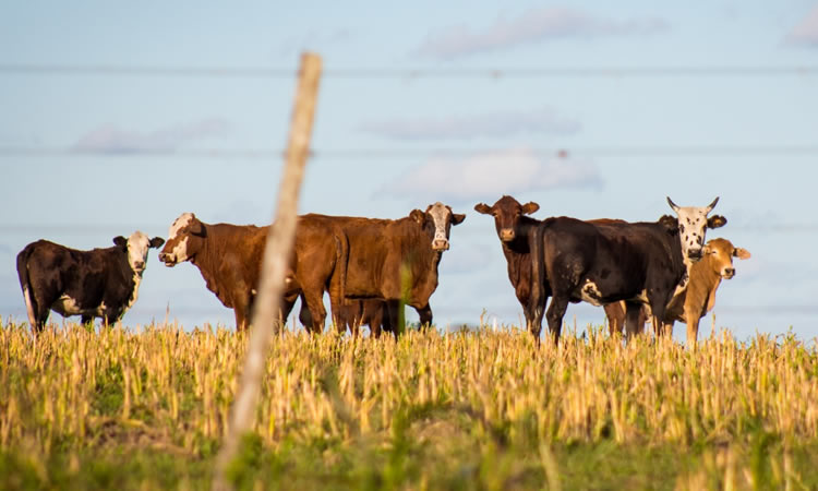 La producción de leche entre los principales exportadores de América del Sur ha sido cambiante 