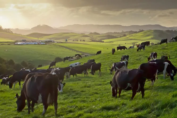 Nueva Zelanda: cielos más soleados para los productores de leche