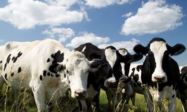 El índice de precios de los productos lácteos de la FAO cayó un 0,6 % en septiembre 