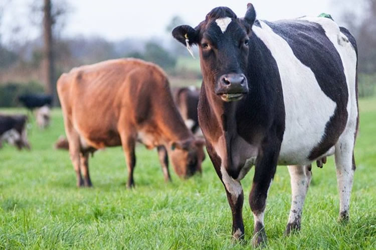 Recepción nacional de leche cruda cayó 3,3% en agosto y acumula un trimestre a la baja