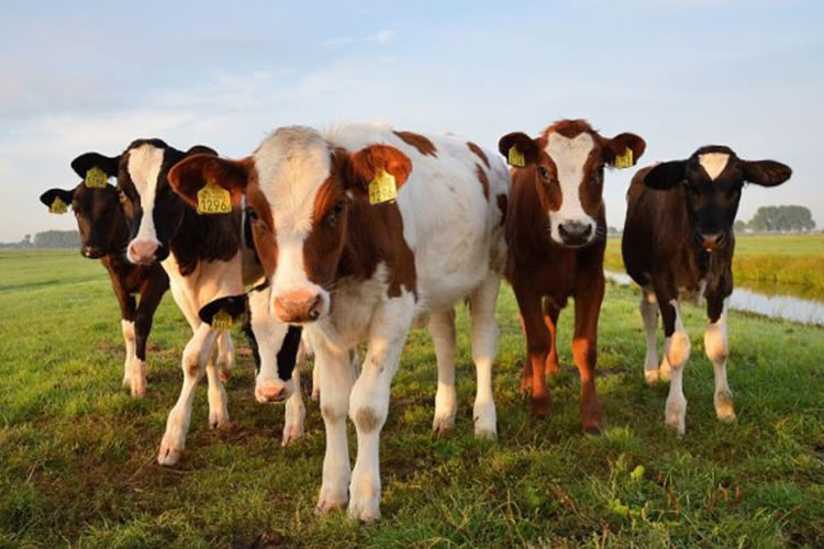 Nuevo repunte de la leche en Europa ganó un 1,3% en septiembre de 2022