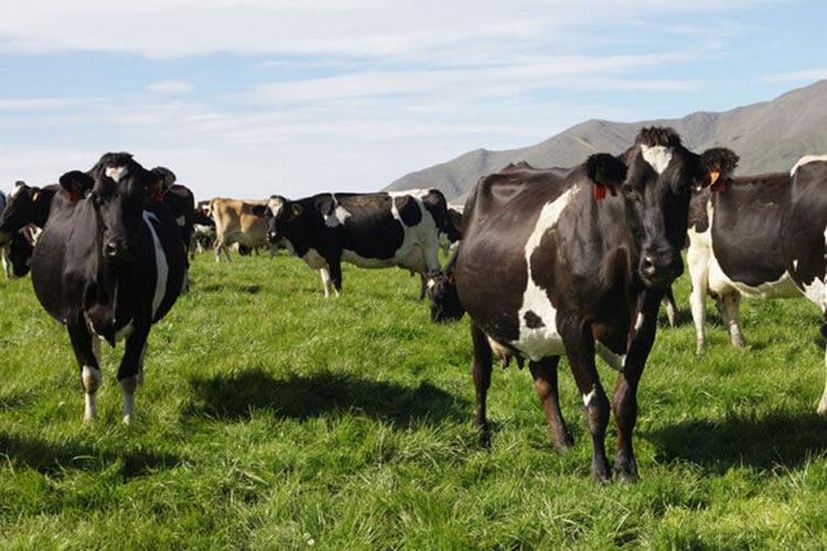 Fonterra prevé menor volumen de leche en Nueva Zelanda 