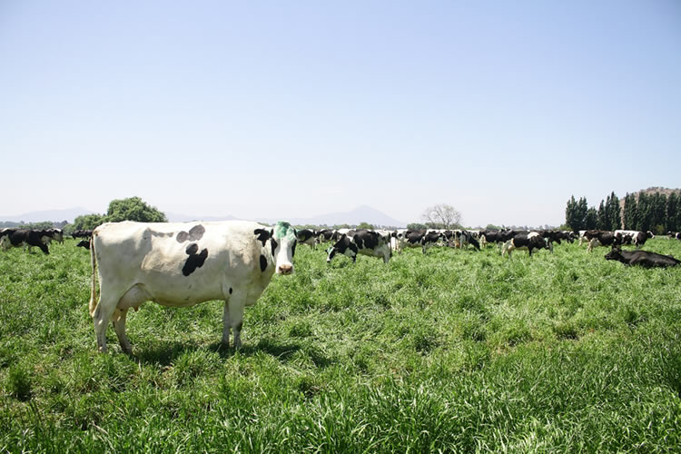 80% de la superficie del país es rural 