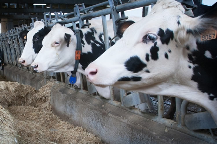 El rebaño de vacas lecheras de la Unión Europea se situará por debajo del 2021