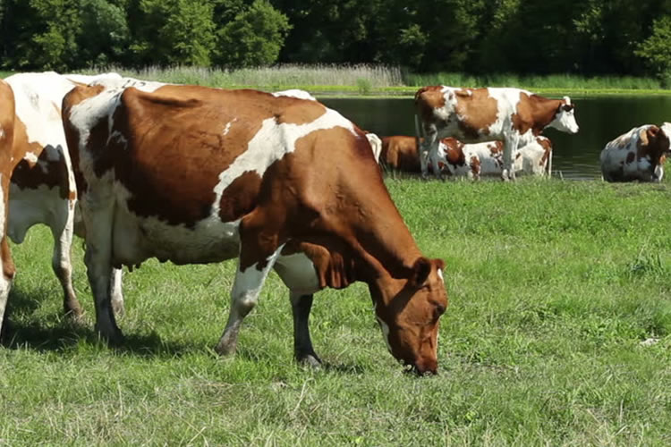 Los animales como parte de la solución a los problemas nutricionales y ambientales