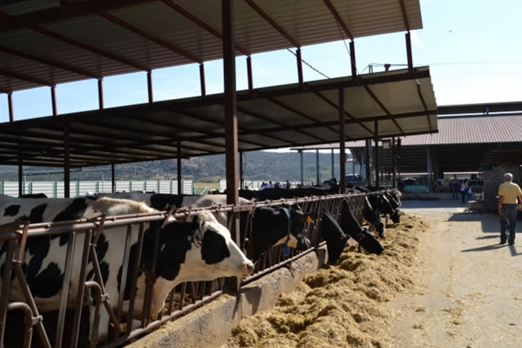 El precio de la leche ha vuelto a subir en Europa