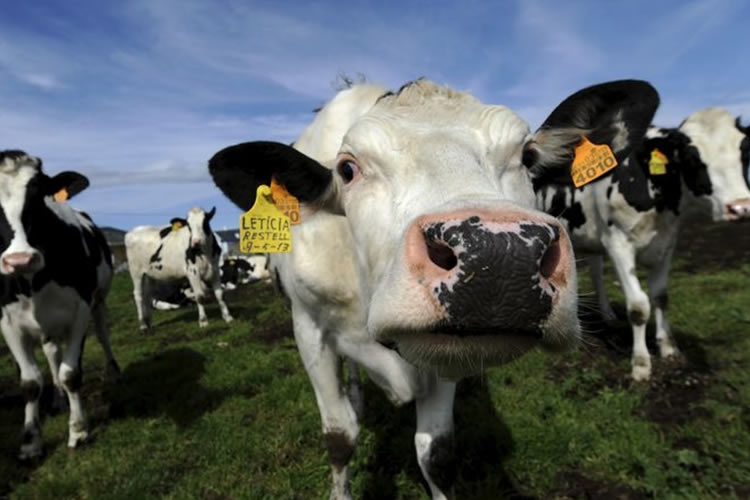 Por qué el bienestar animal es clave para que la producción de lácteos sea sustentable