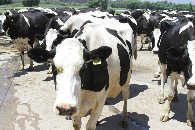 Se eleva el precio de la leche, pero baja la recepción al tercer trimestre 