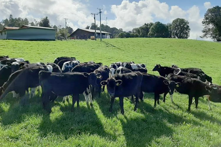 Pulso a la producción de leche cruda en regiones al mes de septiembre 