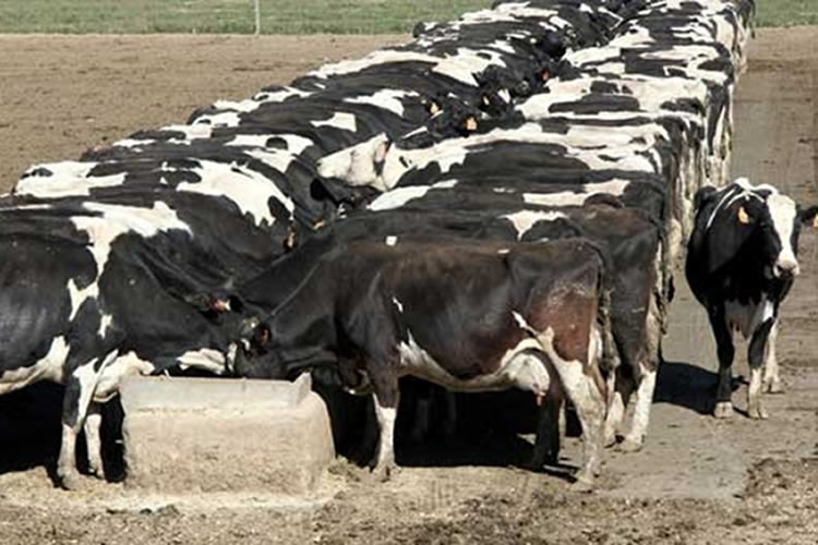 Entre la sequía y la suba de costos, se pronostican meses todavía más duros para la lechería argentina 