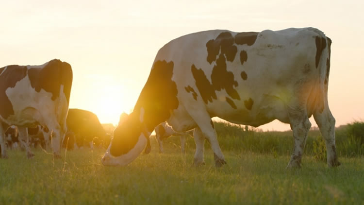 El cambio climático amenaza el suministro de leche