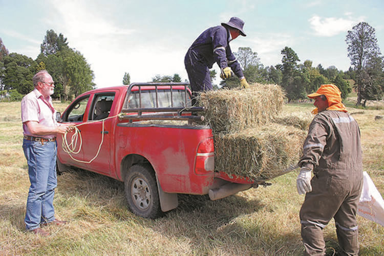 Costos de producción de forraje suben un 50% esta temporada