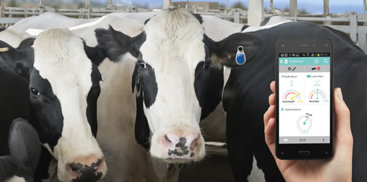 Rebaños lecheros: Los beneficios de realizar un adecuado monitoreo animal