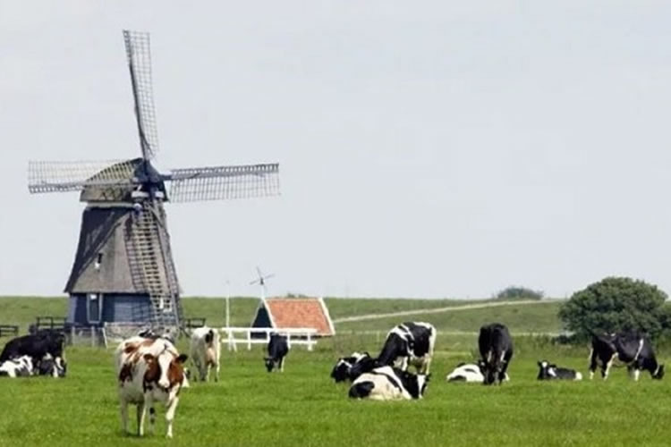 Cómo hicieron las granjas holandesas para reducir 35% la huella de carbono de la leche 