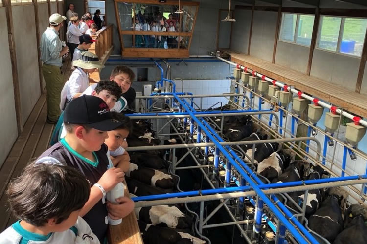 Niños conocen proceso productivo de la leche en INIA Remehue