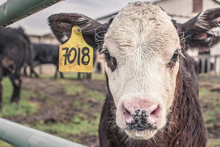 Agricultores en Nueva Zelanda furiosos por el impuesto a los gases que emiten las vacas 