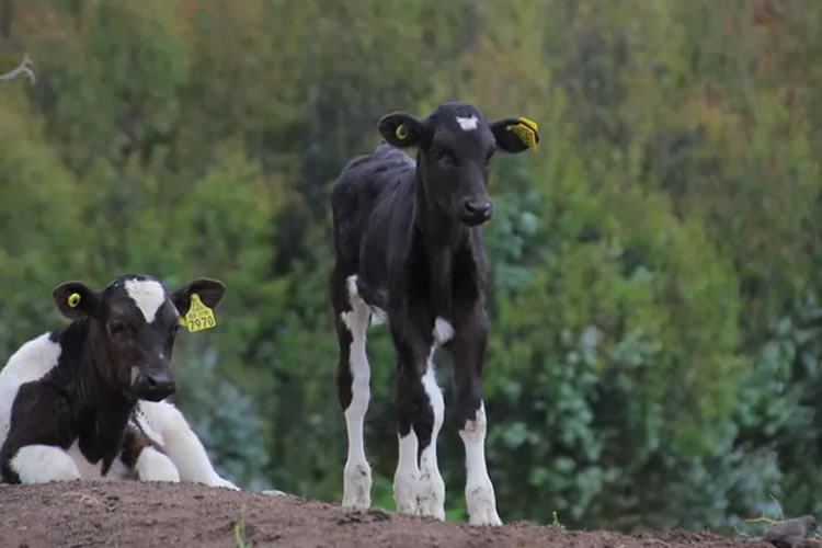 SAG y GORE Los Lagos culminan Programa FNDR de Apoyo a la Erradicación de la Brucelosis Bovina