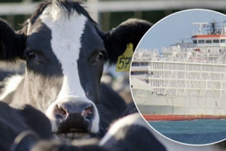 Crecen las exportaciones de ganado en pie de Nueva Zelanda y Australia