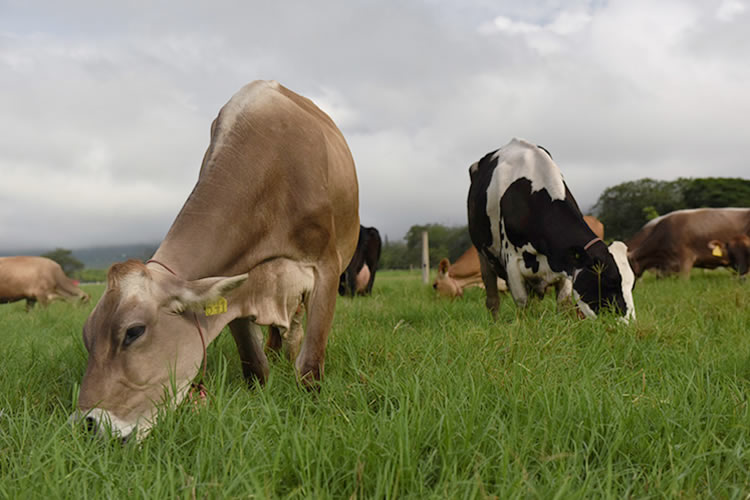 Cómo está impactando el sello que certifica el bienestar animal