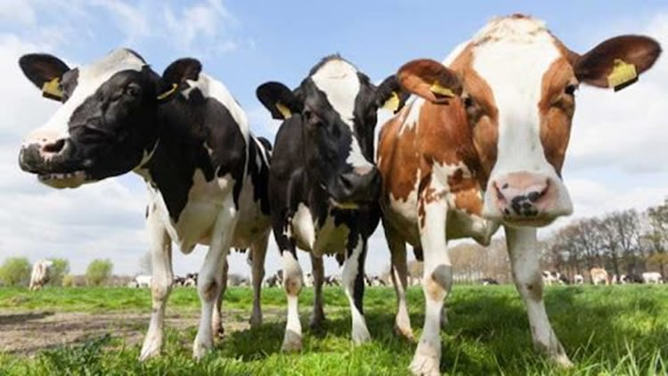 Actualización Mundial:  Las condiciones de la oferta son diversas mientras los suministros globales de leche mejoran constantemente