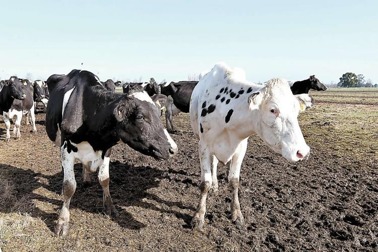 Aunque se elevó el precio al productor,  la recepción de leche no repunta 