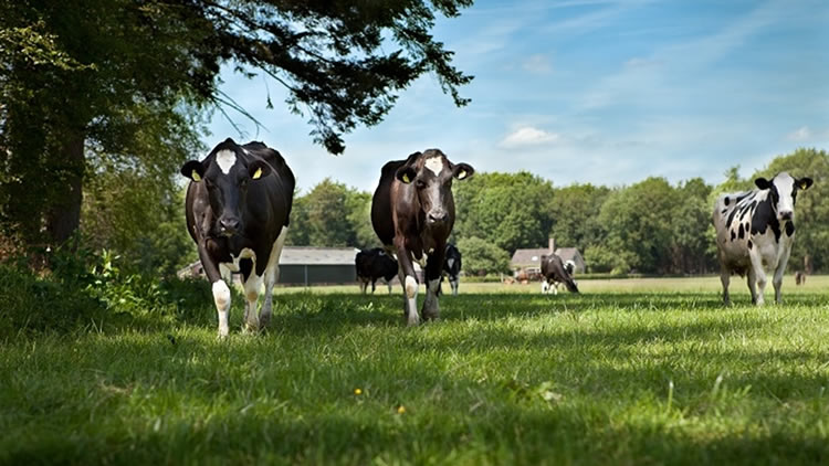 OCDE – FAO: Se prevé que la producción mundial de leche crezca más rápido que la mayoría de los otros principales productos agrícolas