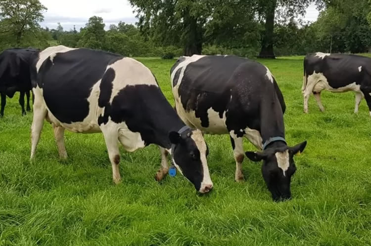 Lanzan proyecto sobre Sistema de alerta temprana y monitoreo de estrés calórico para ganado lechero