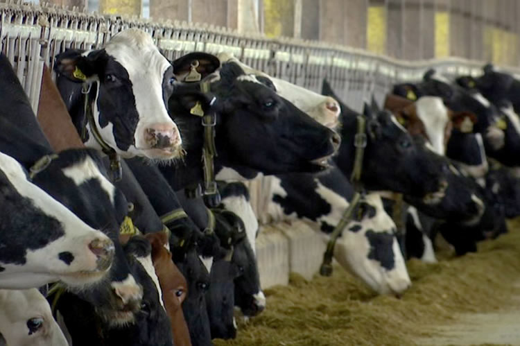 En la industria lechera de Estados Unidos, un problema que debían solucionar se está convirtiendo en un negocio