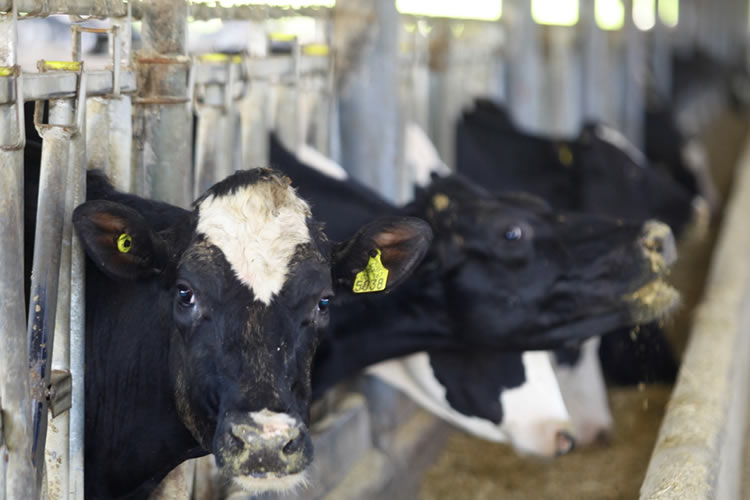 Productores de leche se mantienen en alerta por condiciones de compra con la llegada de la primavera