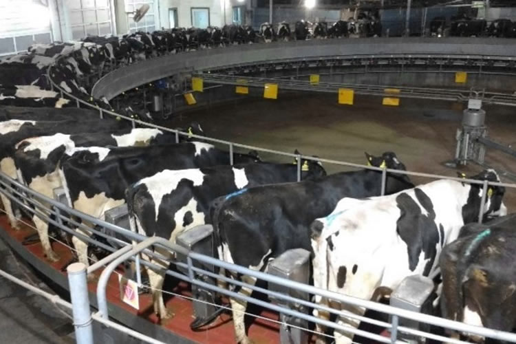 Argentina: Sensible baja de las exportaciones de lácteos en el primer semestre