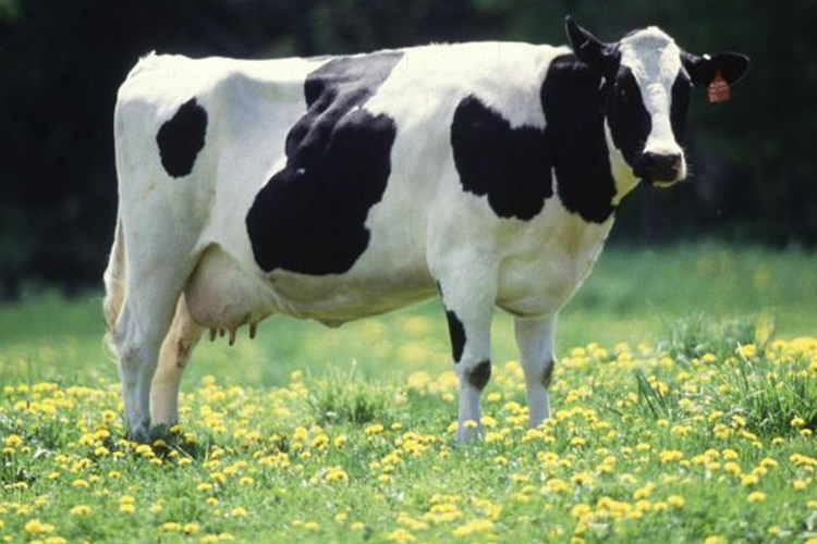 Piden aplicar programa de abastecimiento de toros reproductores para producir leche A2