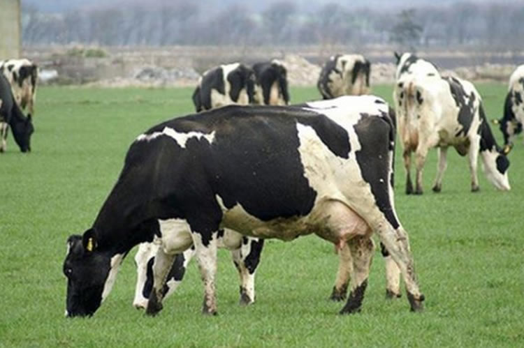 Reporte del sector lácteo europeo con la mira en 2023