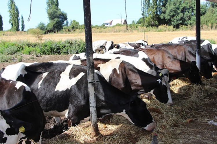 Fedeleche solicita apoyo a los pequeños agricultores   