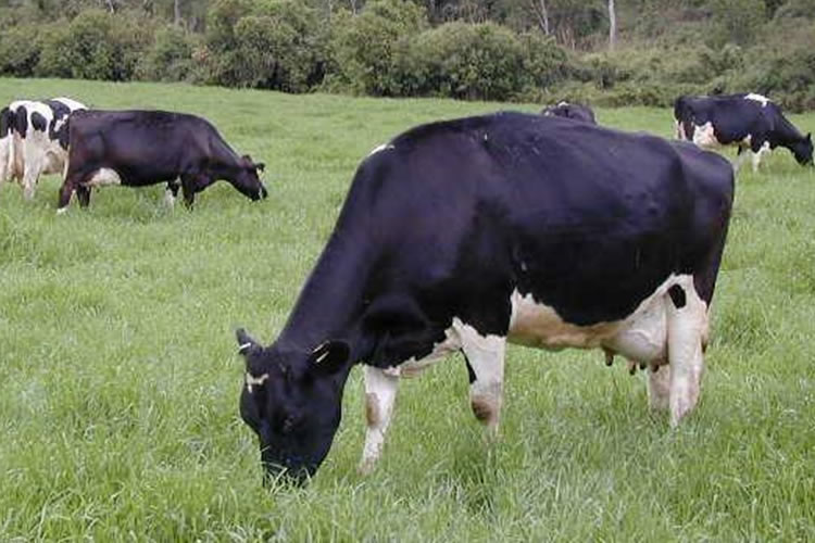 Pautas para utilizar correctamente los suplementos alimenticios en sistemas lecheros a pastoreo