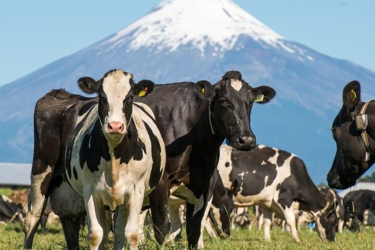 Costos de producción continúan afectando oferta de leche nacional