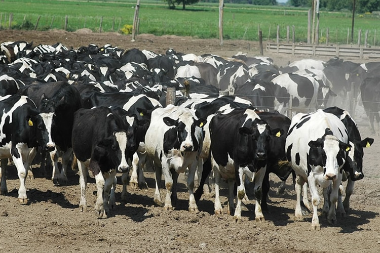 USDA pronostica una leve recuperación de la producción de leche para Argentina en 2023
