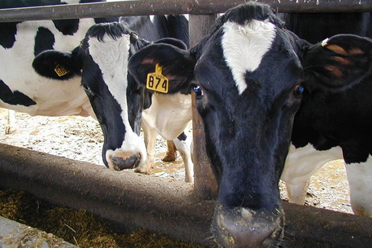 Producción nacional de leche cruda disminuye en noviembre un 4,7%